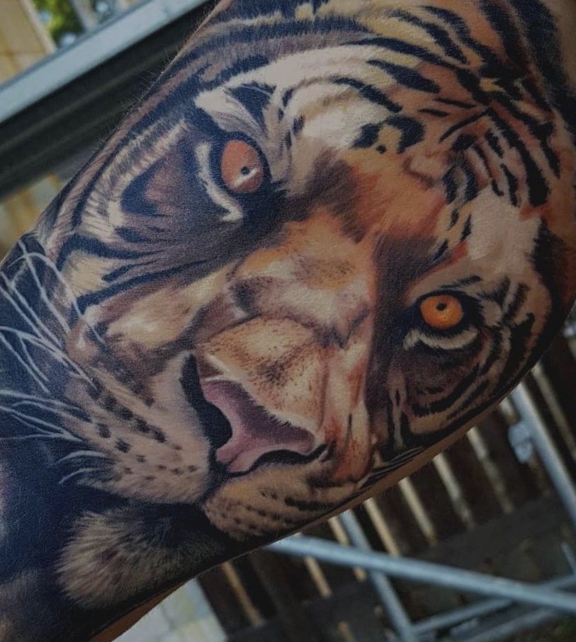 Tiger — Portrait
